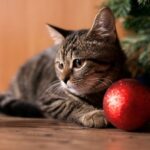 Kotiachyy-novyy-rik-