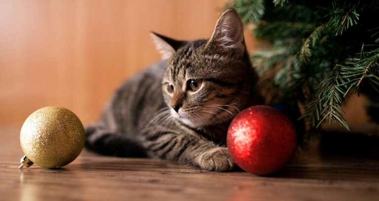 Kotiachyy-novyy-rik-